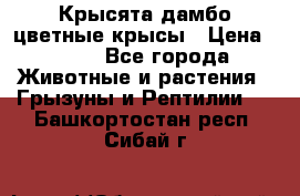 Крысята дамбо цветные крысы › Цена ­ 250 - Все города Животные и растения » Грызуны и Рептилии   . Башкортостан респ.,Сибай г.